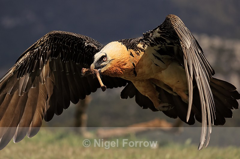 Lammergeier takes off with bone, Pre-Pyrenees, Catalonia, Spain - Lammergeier