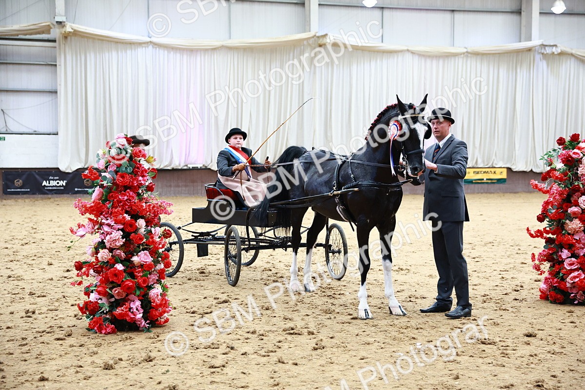 0B8A3932 - Class 13  - HHS Championship Intl Hackney Horse to a Show Wagon