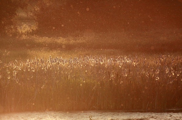 Lake reeds _FL054 - Somerset landscape Photography