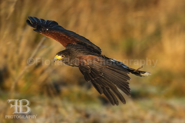 wow-41 - Birds of Prey