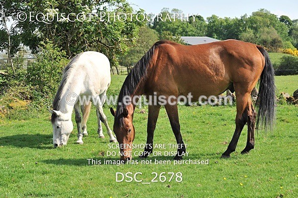 DSC_2678 - ARCHIVE REQUEST - Quincy and Guinness