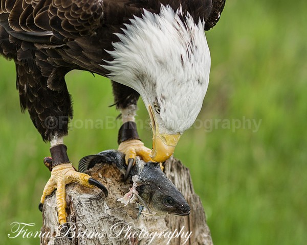Wow June PD-33 - Birds of Prey