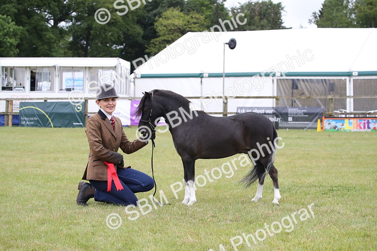 SBM_03829 - Class 23-25 - British Miniature Horse of the Year