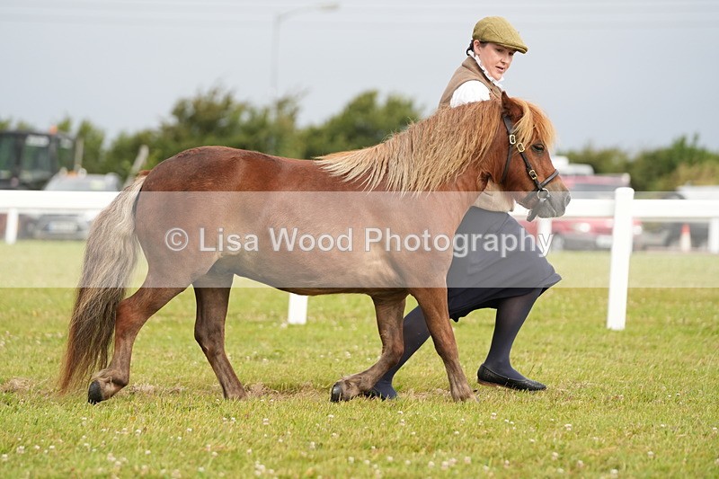 DSC04539 - Class 46: NPS Shetland Youngstock