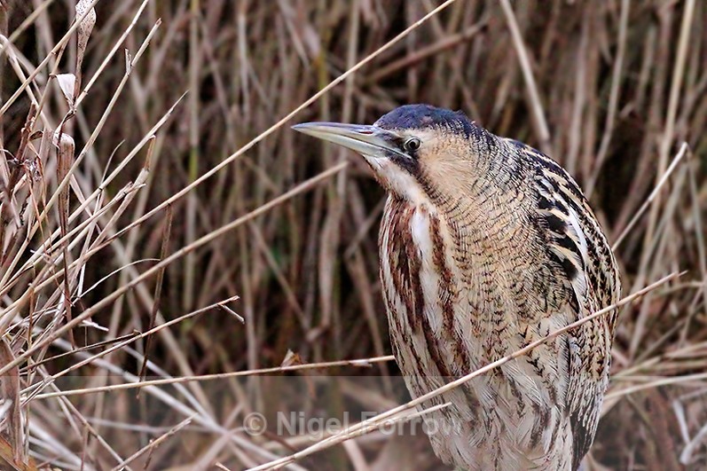 Bittern close-up from the Zeiss hide at Slimbridge - Bittern