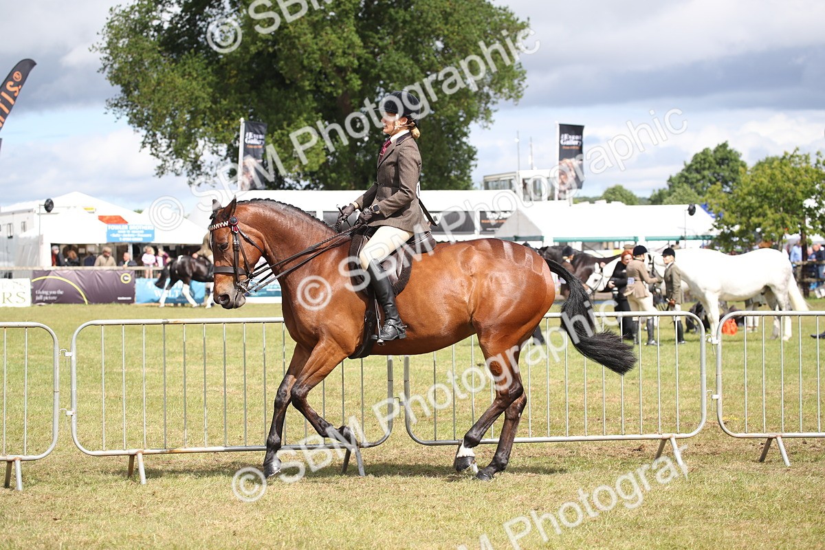 SBM_13237 - Class 95-96 - LIHS BSHA Rising Star Hack Riding Horse