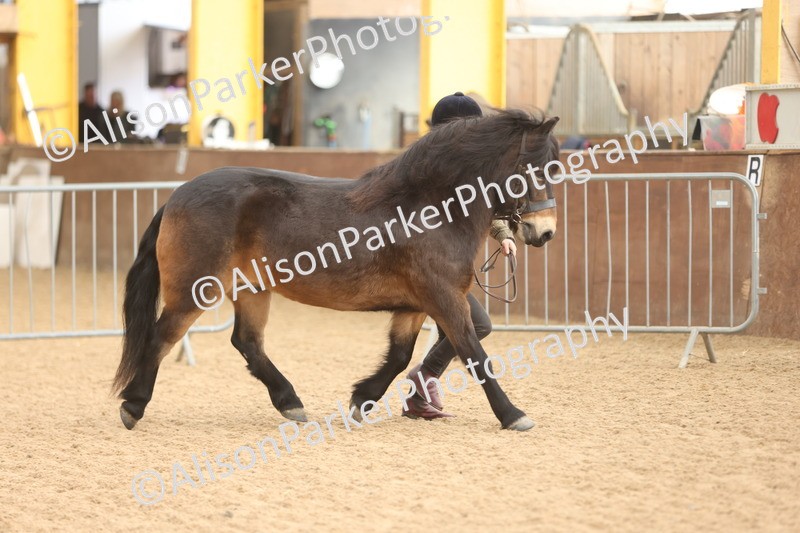 20251109-0598 - Class 22 - Geldings 4 Years and over