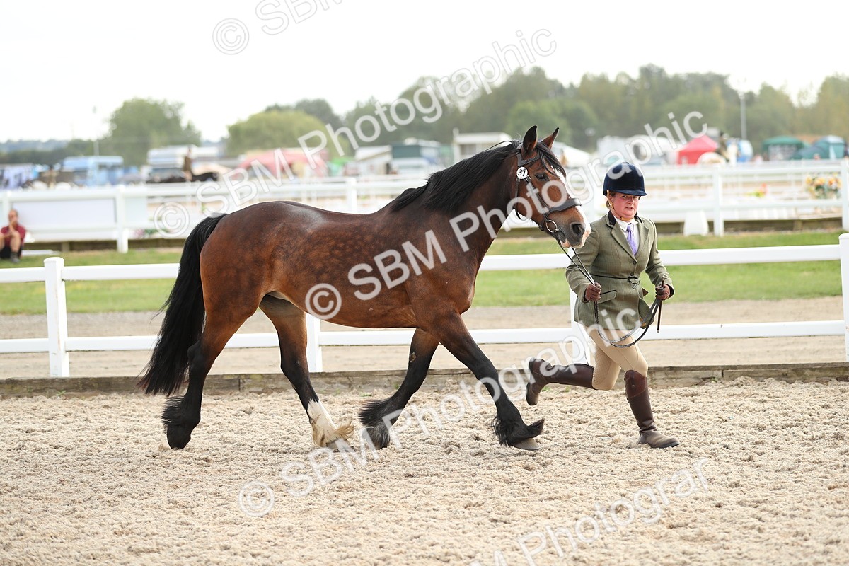 SBM_08544 - Class 28 - IH Veteran Horse