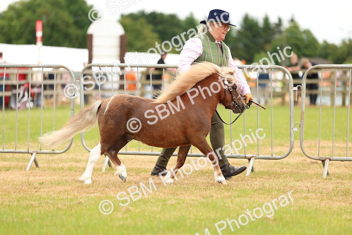 SBM_04440 - Class 64-67 - Shetland Pony In Hand