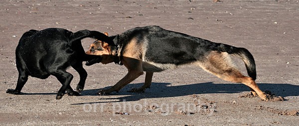 Tess & Rocco - Dogs