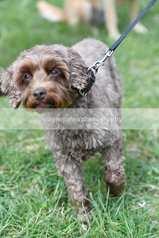 WJ5_9279 - Class 1 Best Cross Breed / Heniz 57