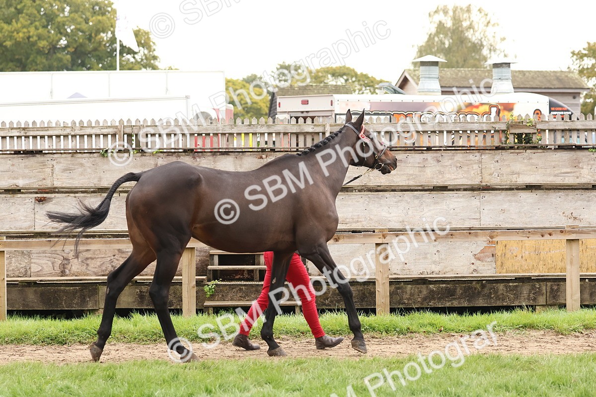 SBM_59831 - S36 - Rehabiliated Rescue Horse & Pony In Hand & Ridden