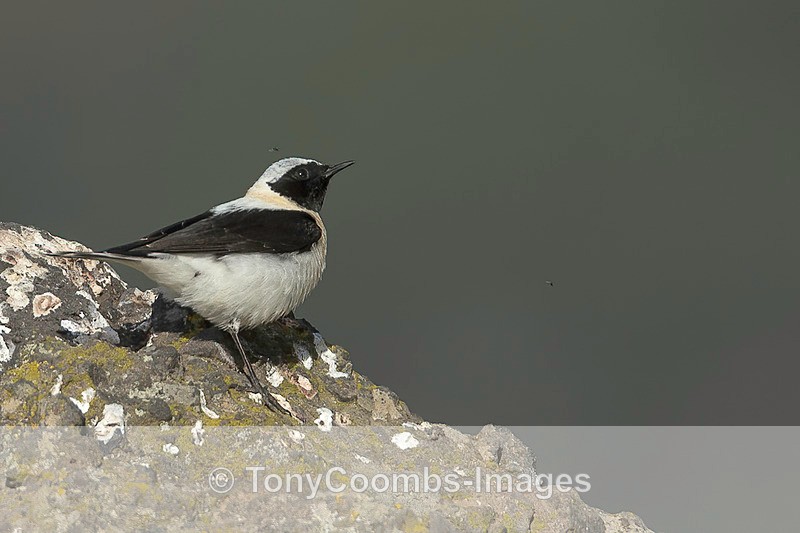Black-eared Wheatear (m) - Lesvos ~ Other Birds