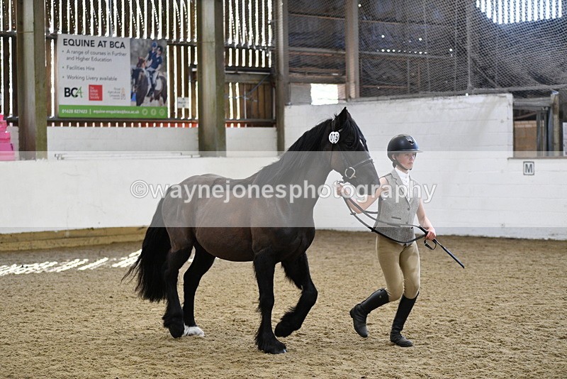 WJ5_4560 - Class 3 Part Bred In hand