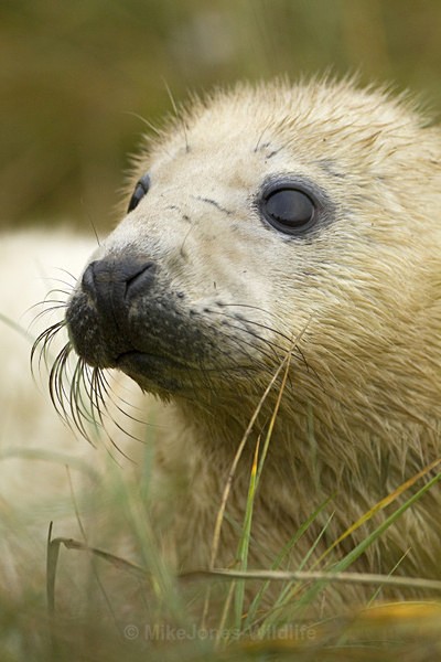 GREY SEAL PUP - GREY SEALS & PUPS GALLERY