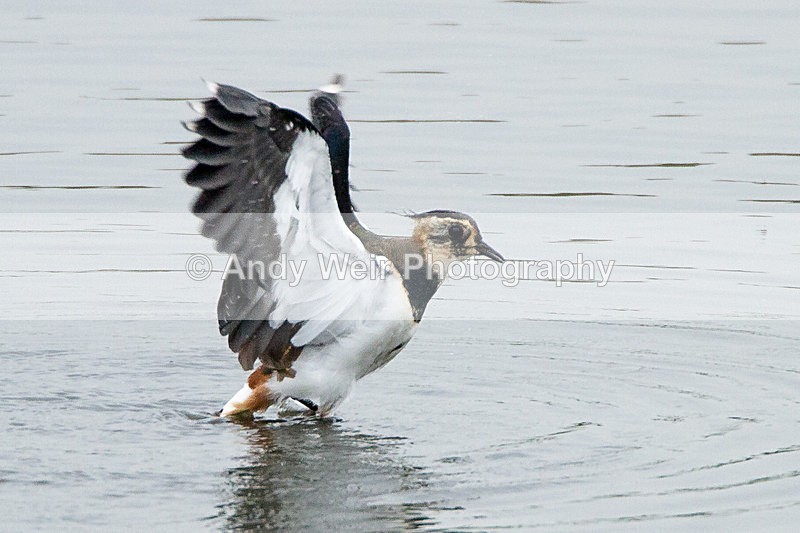 20130823-_MG_5354 - Lapwing