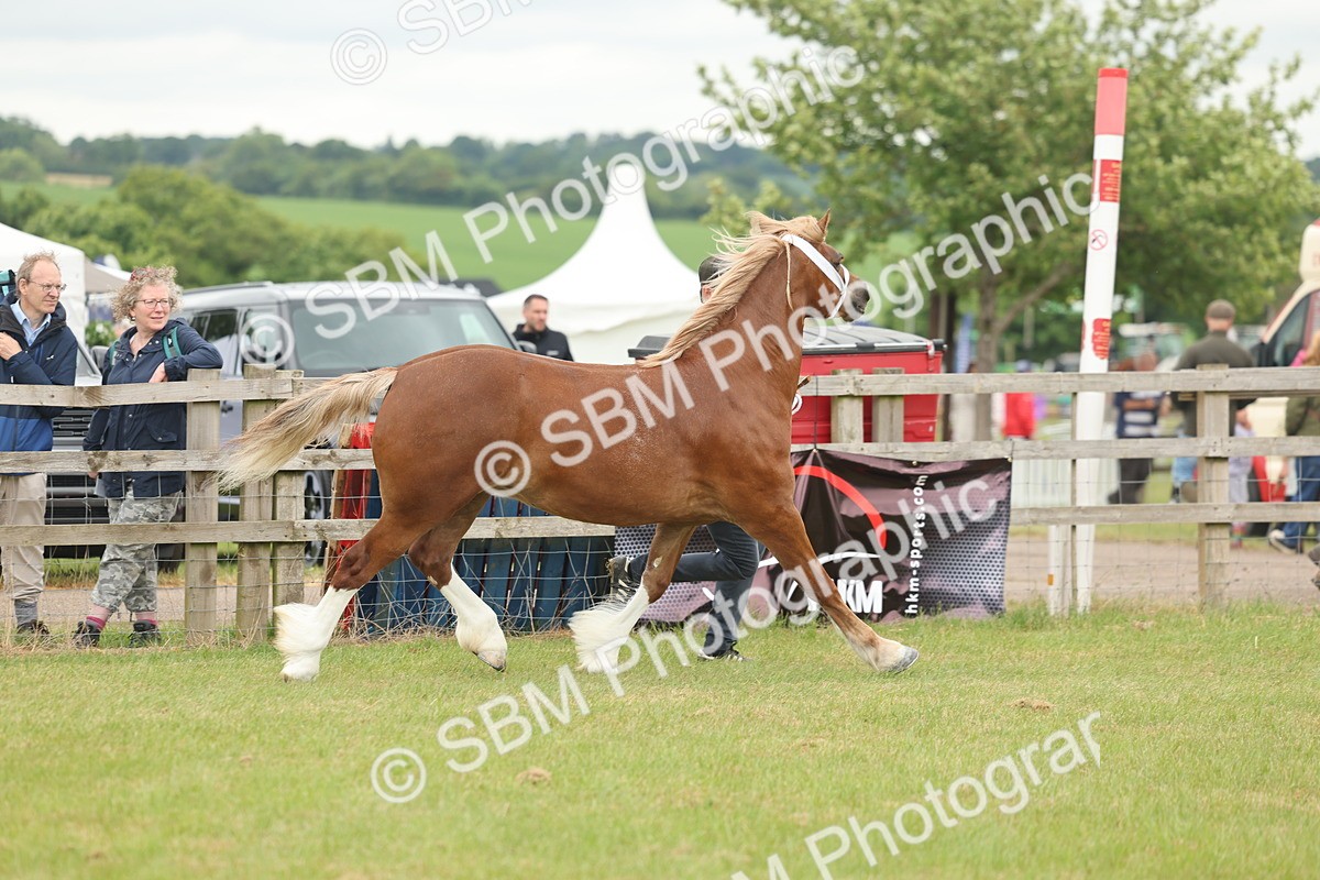 SBM_04899 - Class 50-57 - M&M Welsh Pony In Hand