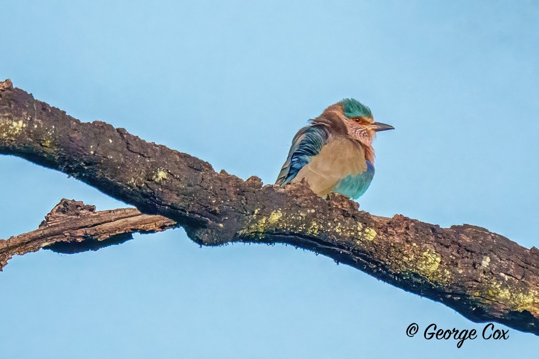 Indian Roller - India