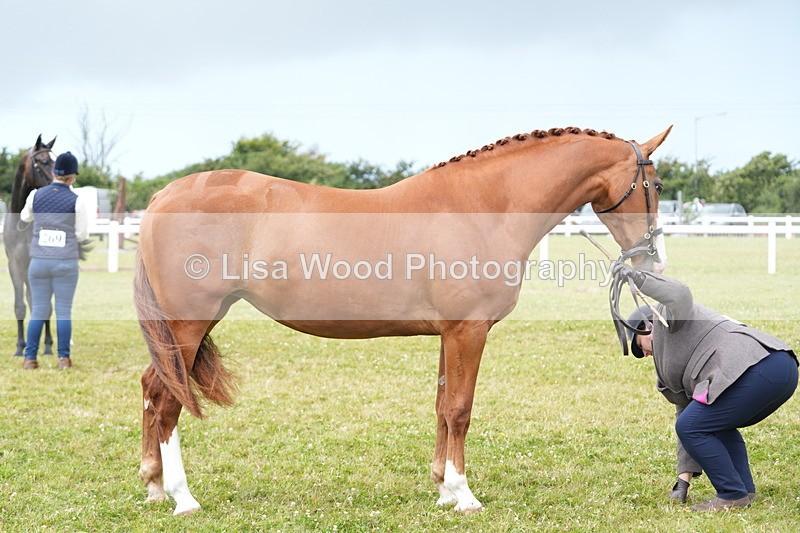 DSC06159 - Class 54: Hunter/Riding Horse/Hack 1 & 2 yr olds
