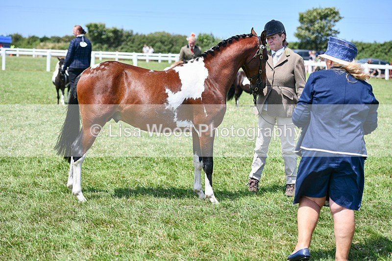 DSC_7394 - Class 62: Coloured Pony Youngstock