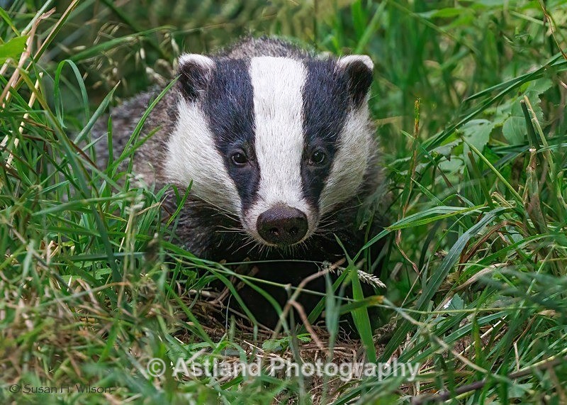 Astland Photography, Bird and Wildlife Images, Susan and Peter Wilson, U.K.