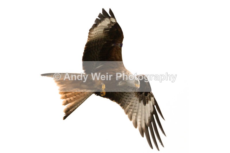 20170310-8E0A3971-4646 - Red Kite