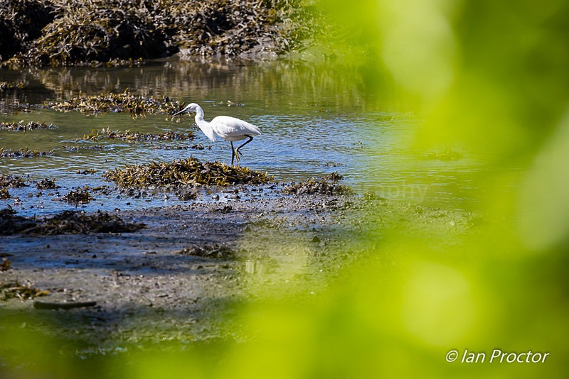 Little Egret fishing in the shallows - Nature