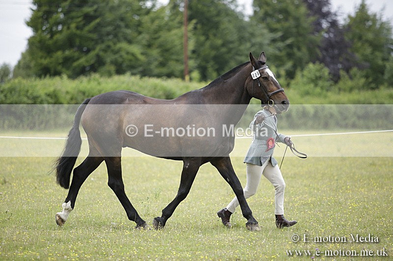 BVR160717-1099 - In Hand Championship 16/07/17