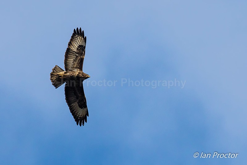 Common Buzzard (Buteo buteo) soaring high - Nature
