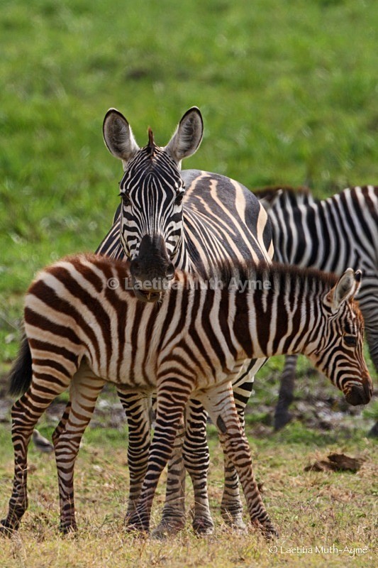 _84Y0736 Amboseli - Zebras
