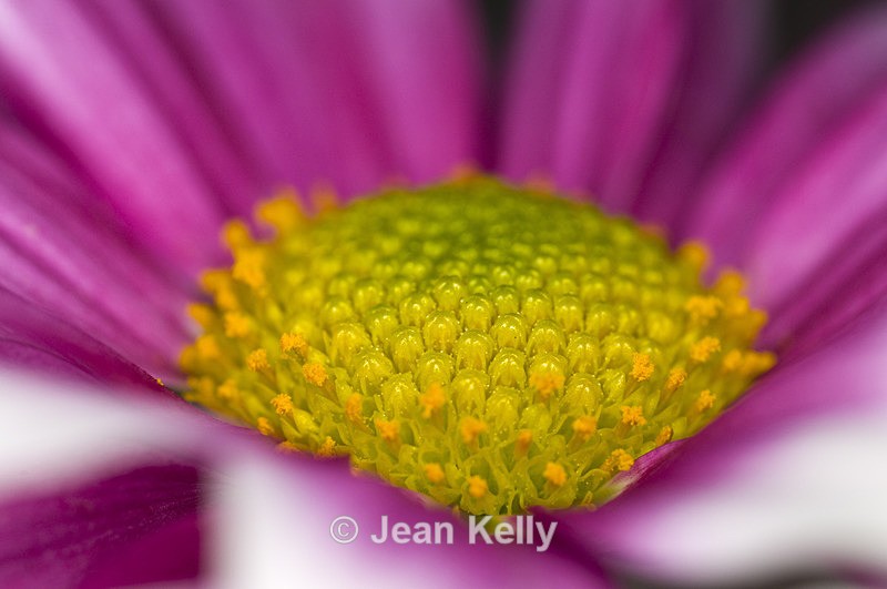 Flower - 2534 - Pink