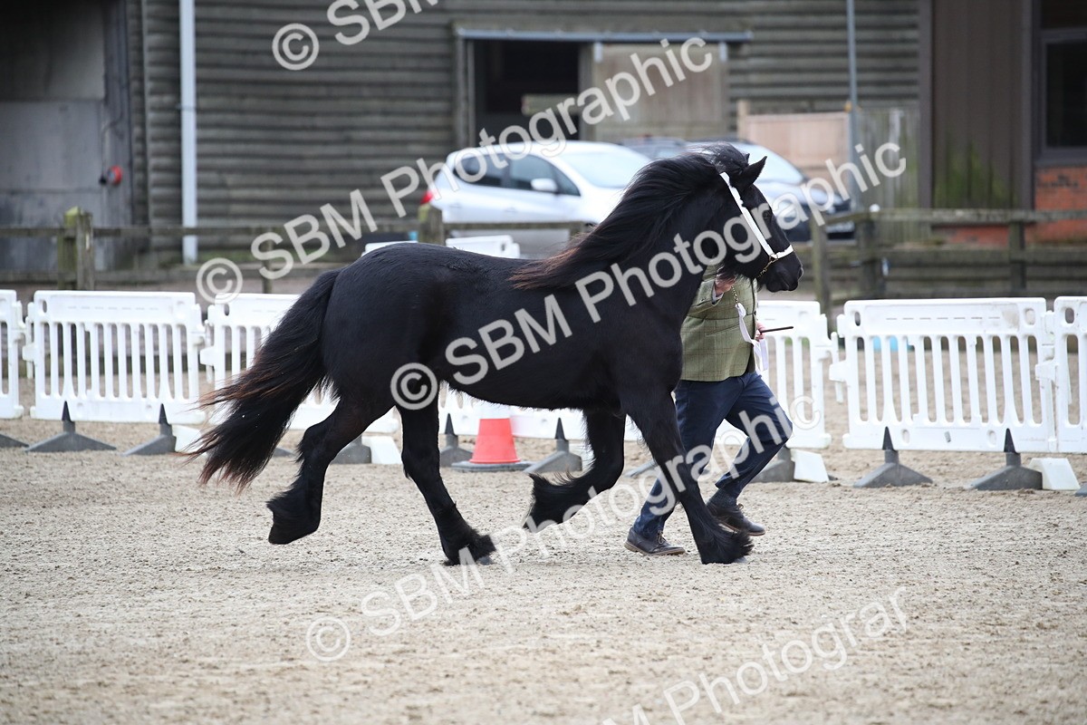 SBM_003995 - Class 1-4 - Young Stock classes Inc. In Hand Championship