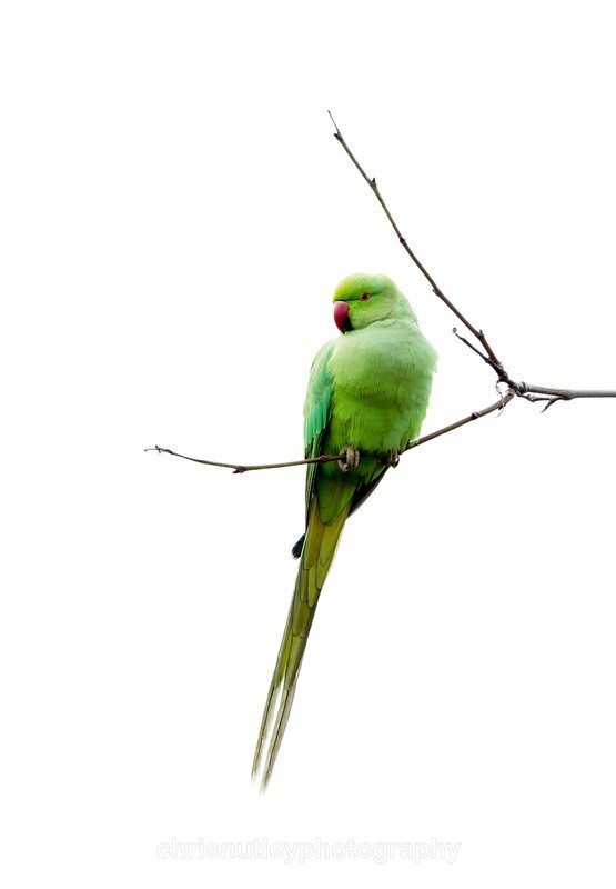  - Birds of Britain and Europe