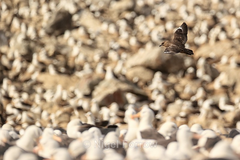 Brown Skua patrolling above Black-browed Albatross colony, Falklands - Falkland (Brown) Skua