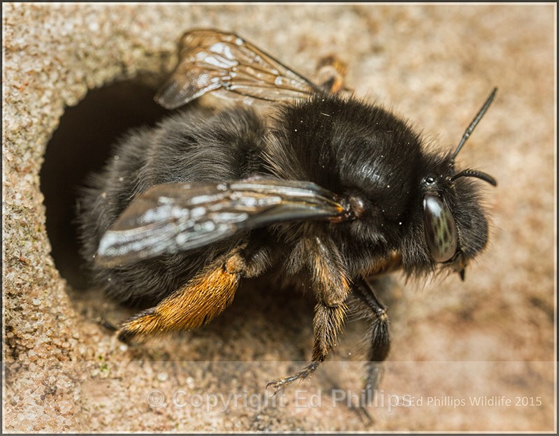 Anthophora  plumipes (f) - Anthophora plumipes