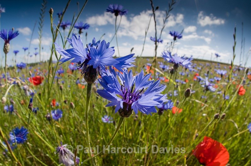  - Plants: wide-angle
