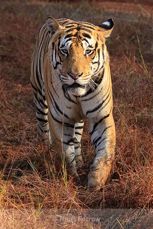 Male Tiger walking short grass, Panna Reserve, Madhya Pradesh, India - Tiger