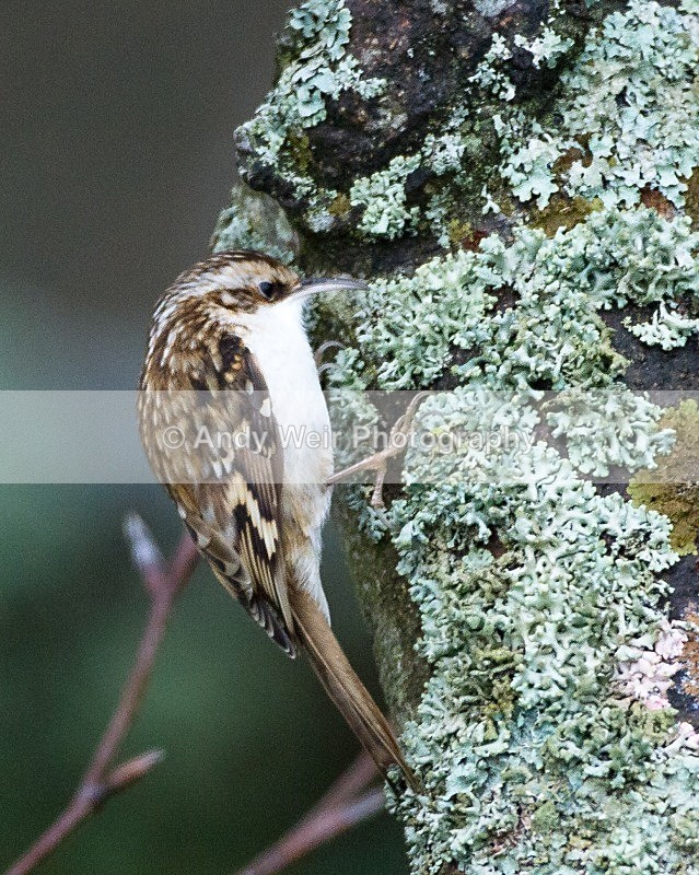 20111121-_MG_7947 - Nuthatch & Treecreepers