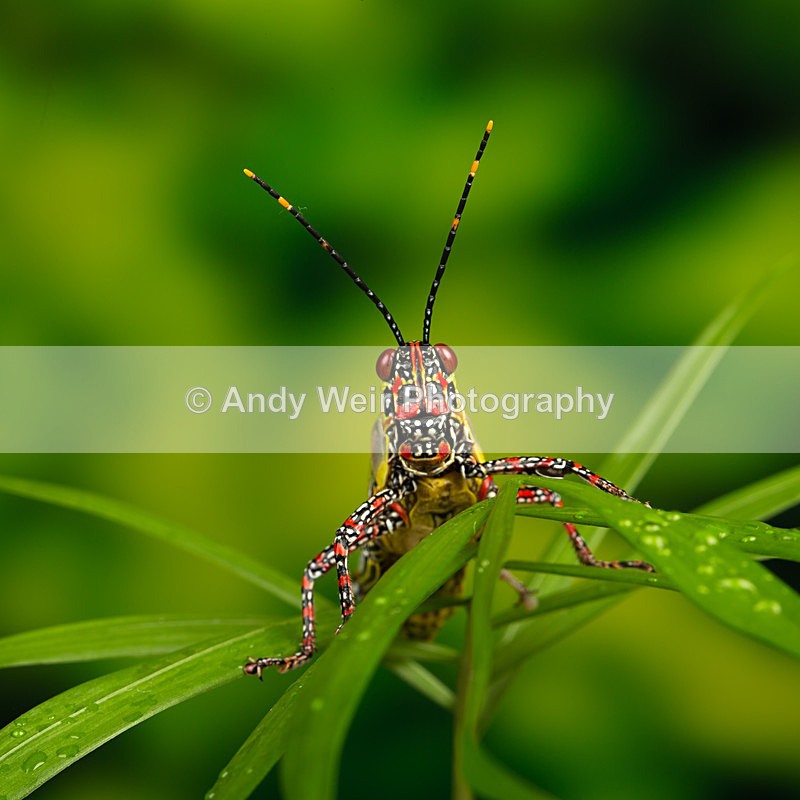 20140325-3K8A9443 - Insects