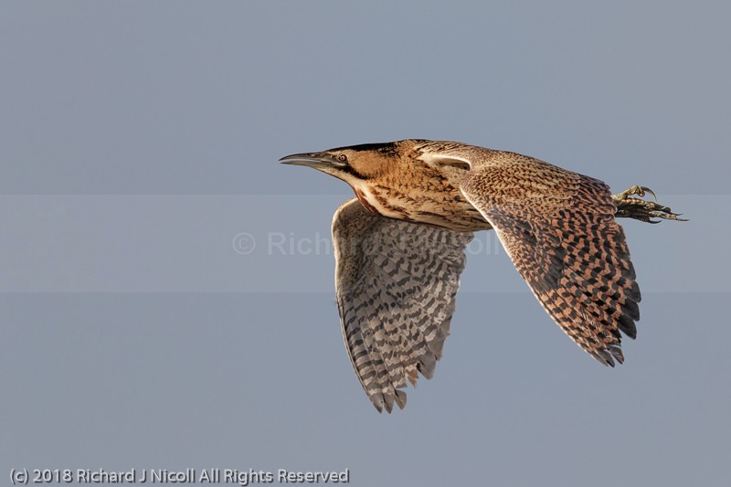 Bittern (Botaurus stellaris) - Bittern (Botaurus stellaris)