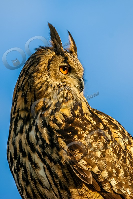 european eagle owl Bubo bubo-0586 - Owls of the World