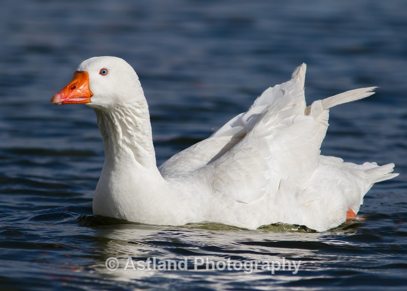 Astland Photography, Bird and Wildlife Images, Susan and Peter Wilson, U.K.