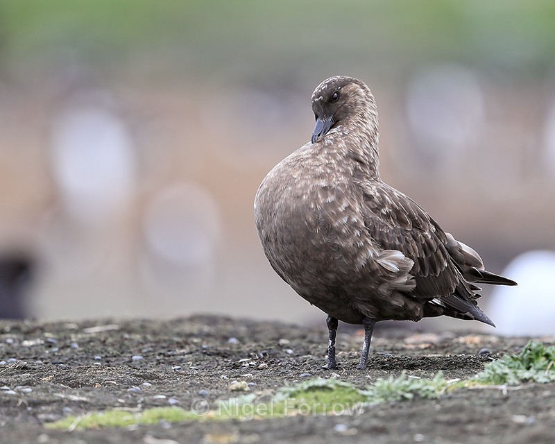Brown Skua preening chest feathers, Sea Lion Island, Falklands - Falkland (Brown) Skua
