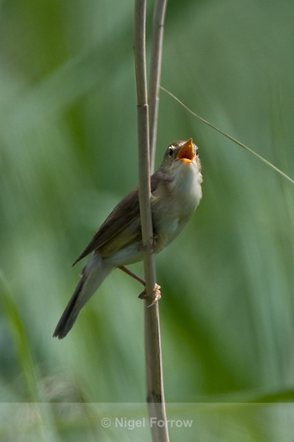 Marsh Warbler singing at Otmoor - Marsh Warbler