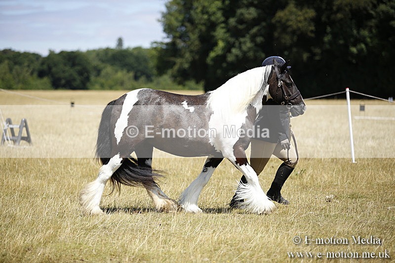 _C7A0042 - BVRC Sow 2018 Ring 2