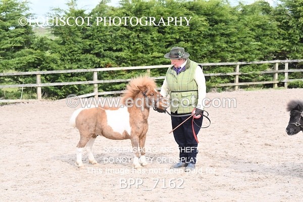 BPP_7162 - RING 1  (RIDDEN HORSES / IN HAND / VETERAN ETC)