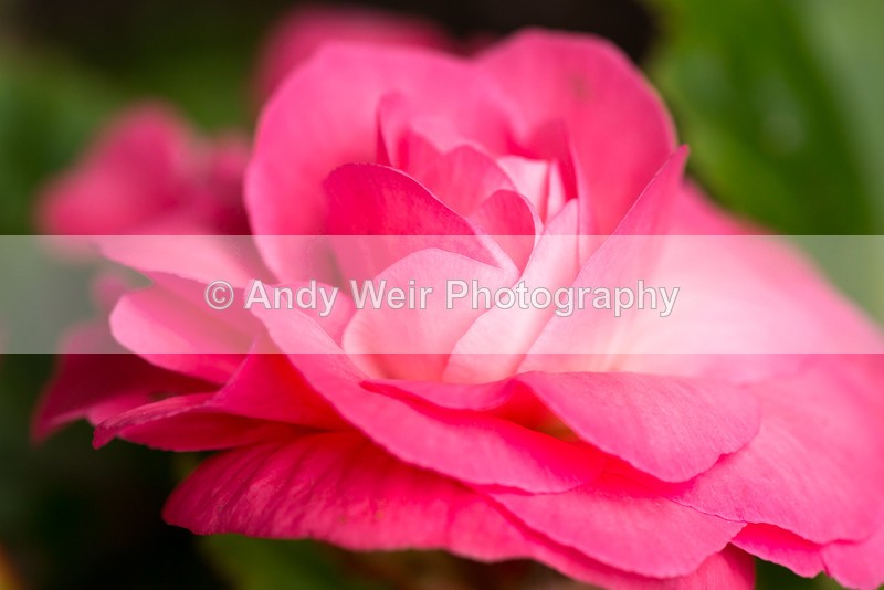 20160706-3K8A5760 - Plants & Flowers