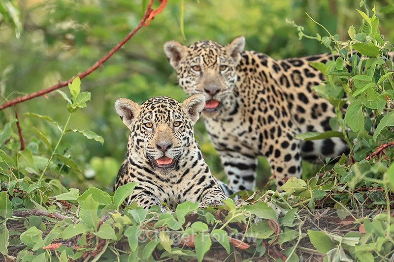 Two female Jaguar cubs, Rio Sao Lourenco, Mato Grosso, Brazil - Jaguar