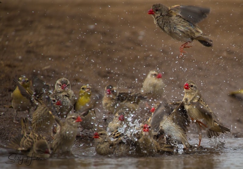 Red-billed Quelea Bathing