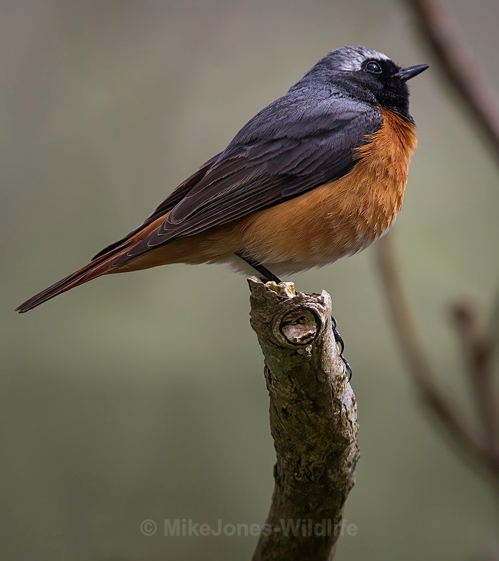 Common Redstart Male - REDSTARTS 2025